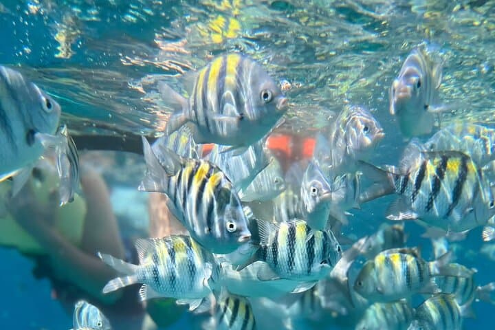 Half-Day Roatan Nature Park Snorkeling & West Bay Beach Experience photo 4
