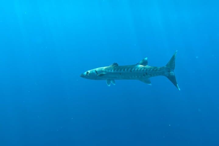 Half-Day Roatan Nature Park Snorkeling & West Bay Beach Experience photo 5