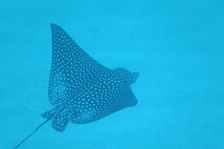 Half-Day Roatan Nature Park Snorkeling & West Bay Beach Experience photo 6