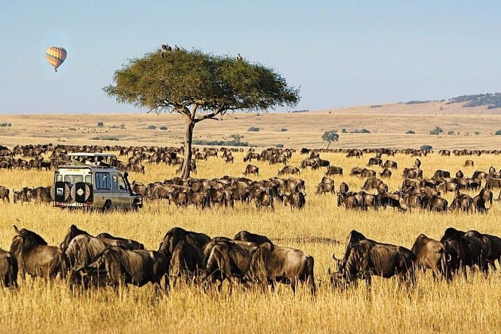Private Maasai Mara Safari: 3-Day Wildebeest Migration & Big Five Game Drives photo 5