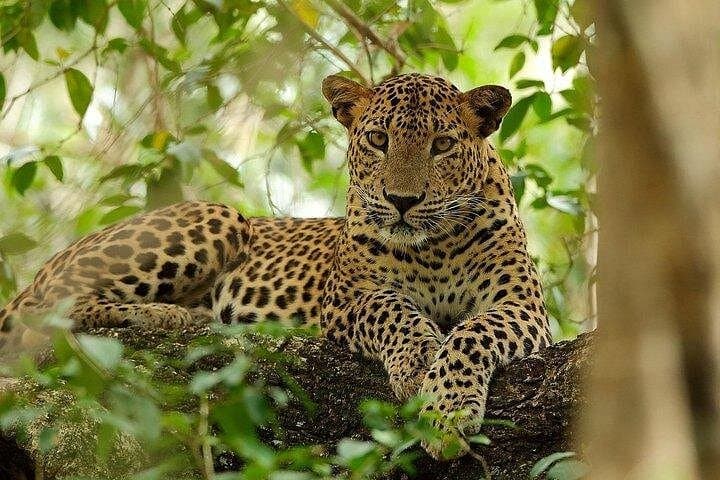 Budget Wilpattu Safari from Colombo — Jeep Safari to See Leopards and Elephants photo 1