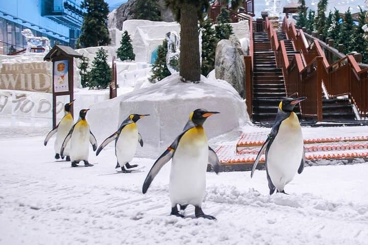 Ski Dubai Snow Park: Indoor Skiing & Penguin Encounters in Dubai photo 3