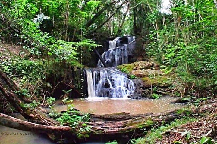 Karura Forest Hiking & Bike Tour: Trails, Waterfalls and Birding Near Nairobi