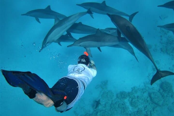 Hurghada Dolphin House Full-Day Snorkel Trip with Lunch