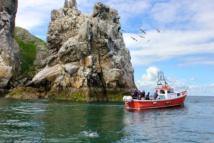 Howth Coastal Boat Tour to Ireland's Eye — 50–60 Minute Wildlife & Cliff Cruise