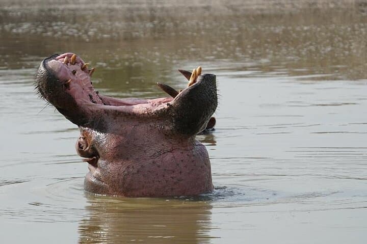 Murchison Falls 3-Day Safari: Game Drives, Nile Boat Cruise & Chimp Tracking photo 2