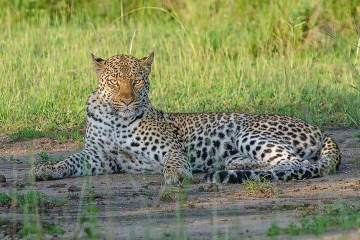 3-Day Queen Elizabeth National Park and Chimpanzee Tracking Tour photo 6