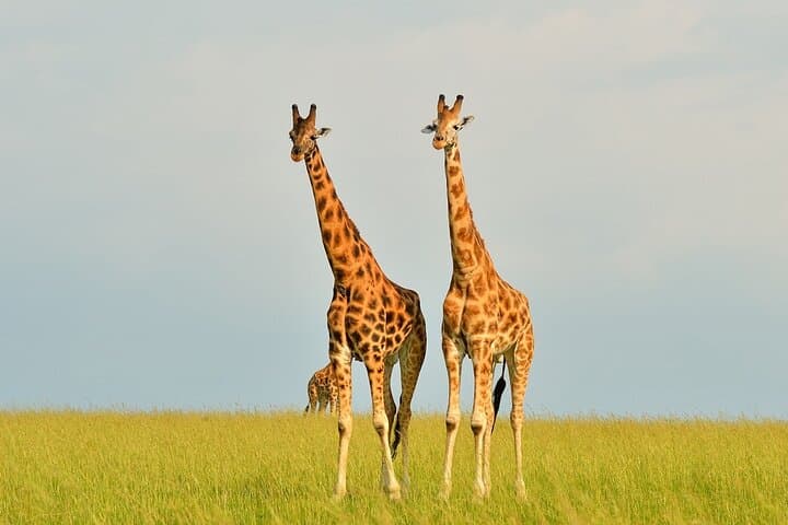 2-Day Murchison Falls & Zziwa Rhino Trekking Safari: Guide and What to Expect photo 4