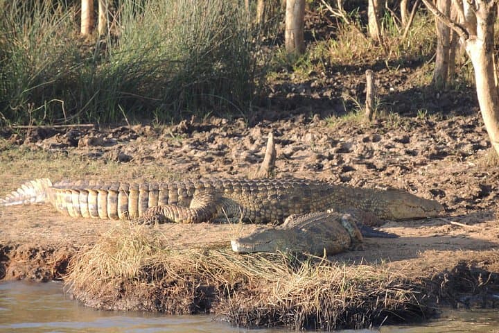 Hippos, Crocs & Birds: Half-Day Lake St Lucia Cruise in iSimangaliso Wetland Park photo 4