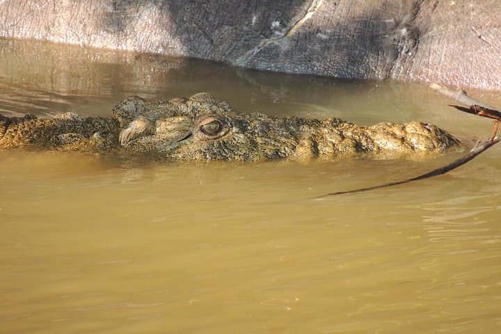Hippos, Crocs & Birds: Half-Day Lake St Lucia Cruise in iSimangaliso Wetland Park photo 2