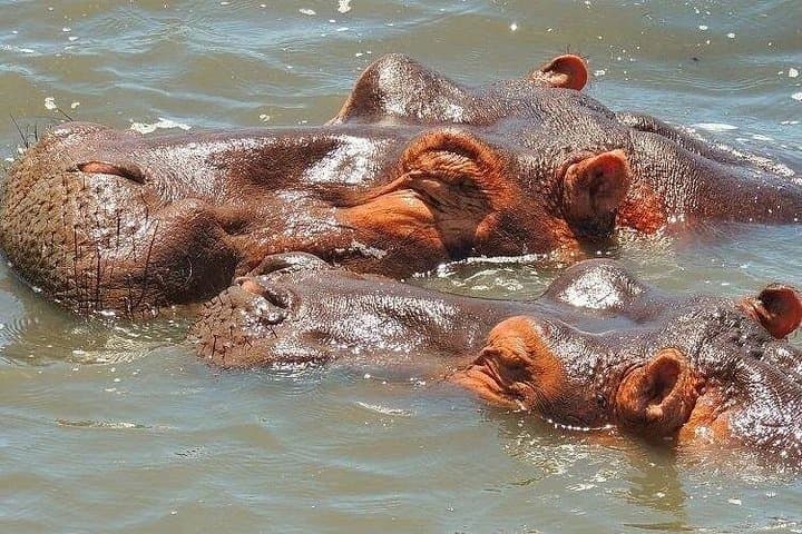 Hippos, Crocs & Birds: Half-Day Lake St Lucia Cruise in iSimangaliso Wetland Park