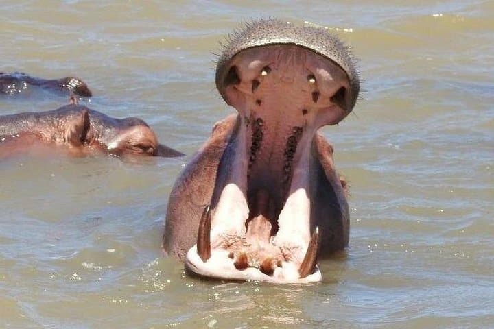 Hippos, Crocs & Birds: Half-Day Lake St Lucia Cruise in iSimangaliso Wetland Park photo 3