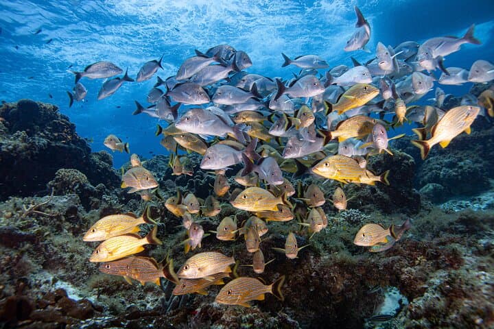 Playa del Carmen Small-Group Scuba: Two Dives on Caribbean Reefs photo 4