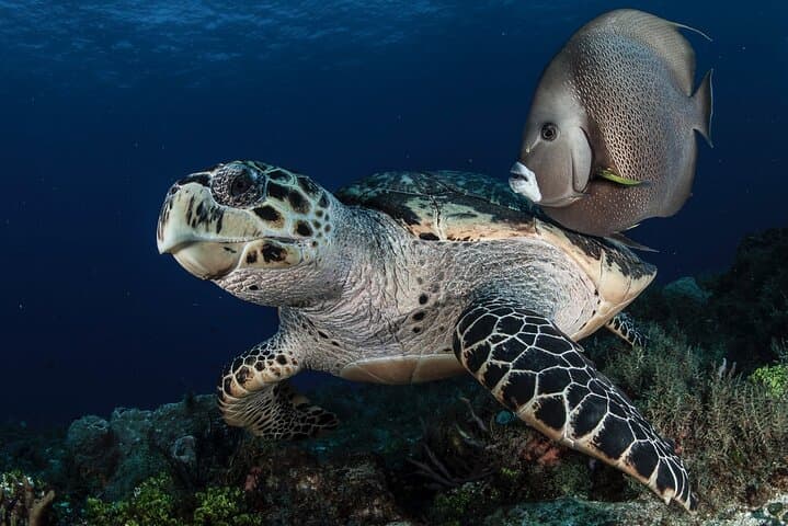 Playa del Carmen Small-Group Scuba: Two Dives on Caribbean Reefs photo 6