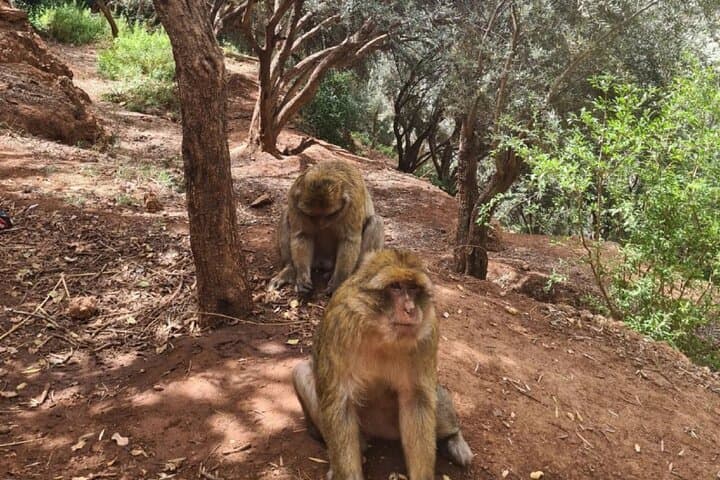 Ouzoud Waterfalls Day Trip from Marrakech — Guided Hike, Berber Lunch & Boat Ride photo 6