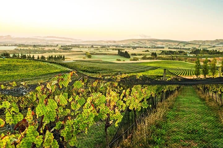 Helicopter Winery Drop-In: The Grape Vine Waipara Flights from Christchurch photo 4