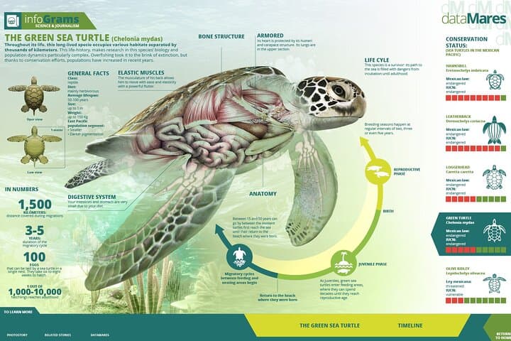Night Watch: Turtle Nesting Tour in Tortuguero National Park photo 6