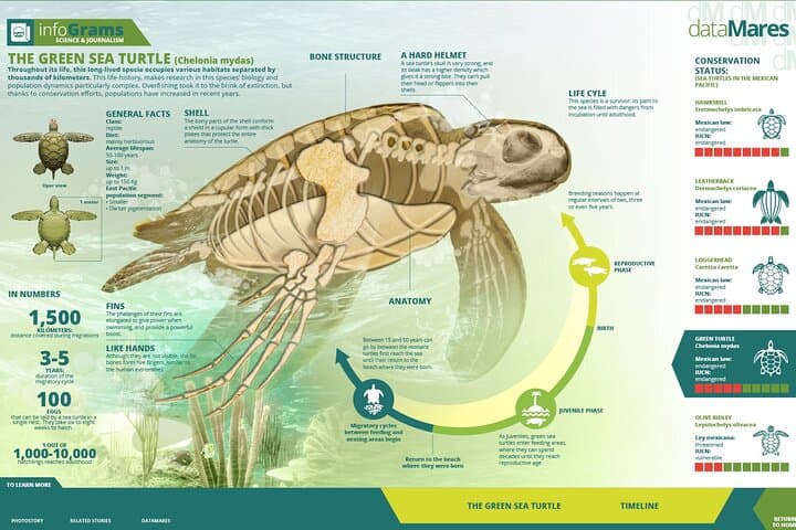 Night Watch: Turtle Nesting Tour in Tortuguero National Park photo 5