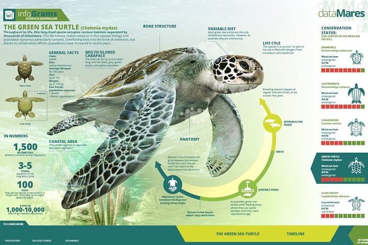 Night Watch: Turtle Nesting Tour in Tortuguero National Park photo 4