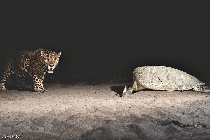 Night Watch: Turtle Nesting Tour in Tortuguero National Park photo 3