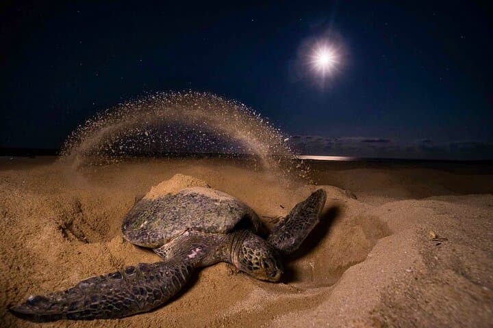 Night Watch: Turtle Nesting Tour in Tortuguero National Park