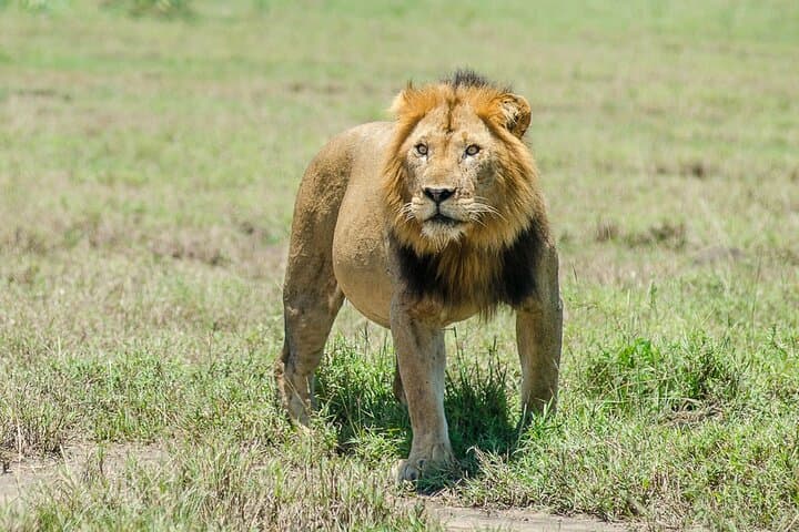 5-Day Private Safari: Chimp Trekking in Kibale & Wildlife at Murchison Falls photo 1