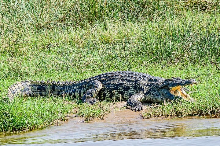 Murchison Falls 3-Day Safari: Game Drives, Nile Boat Cruise & Chimp Tracking photo 3