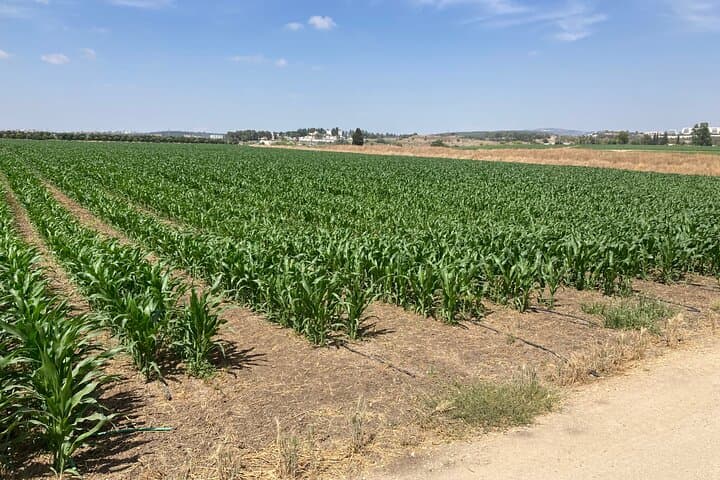 Inside Ein Shemer: A Half-Day Kibbutz Visit with Farm Lunch photo 3