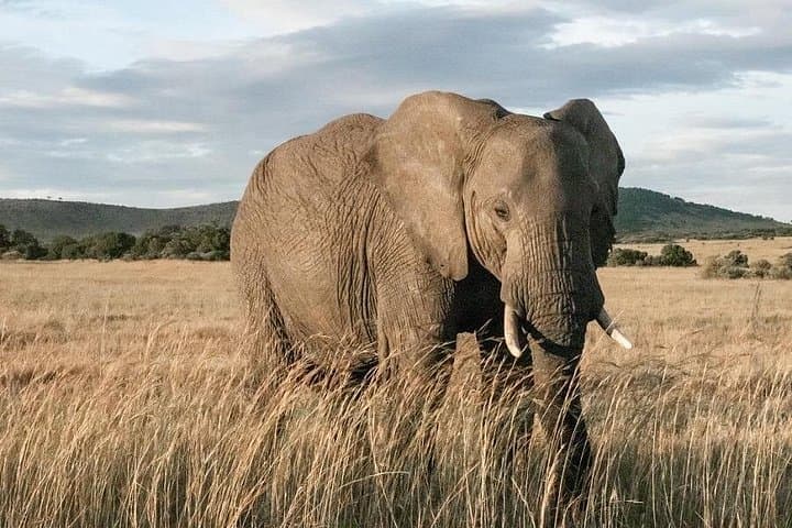 5-Day Private Safari: Tsavo East, Tsavo West & Amboseli from Nairobi