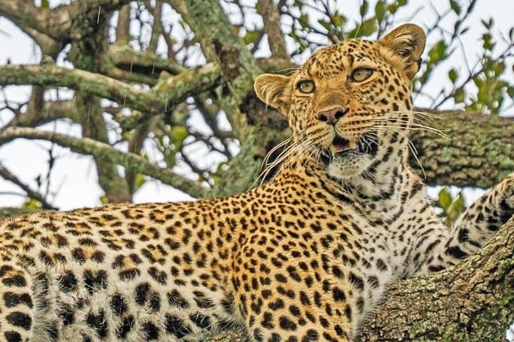 5-Day Private Safari: Tsavo East, Tsavo West & Amboseli from Nairobi photo 2