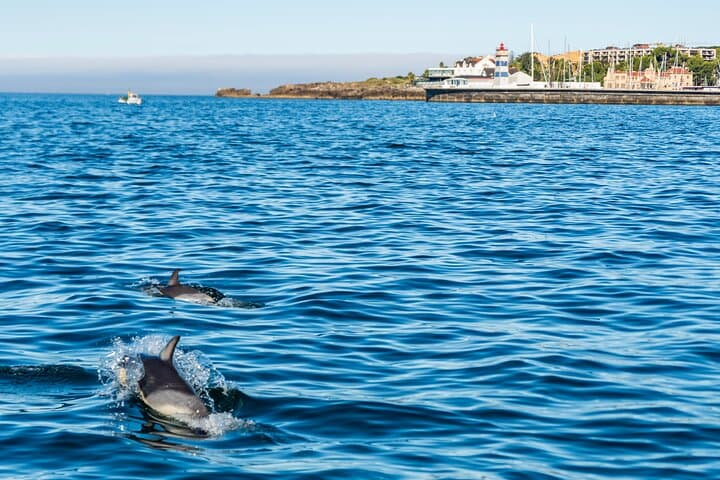 Cascais Coast Dolphin Watching — Boat Tour from Cascais Marina photo 3