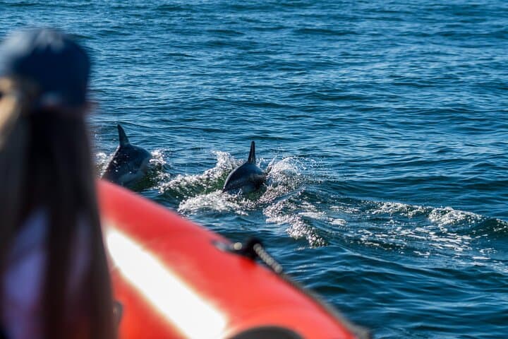 Cascais Coast Dolphin Watching — Boat Tour from Cascais Marina photo 6