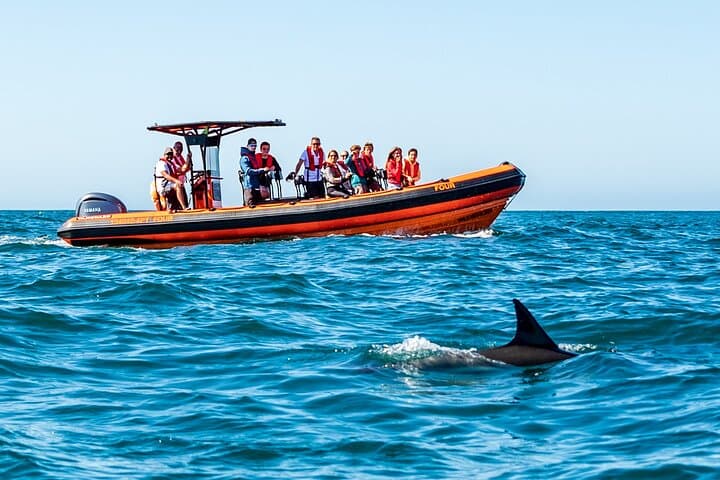 Cascais Coast Dolphin Watching — Boat Tour from Cascais Marina