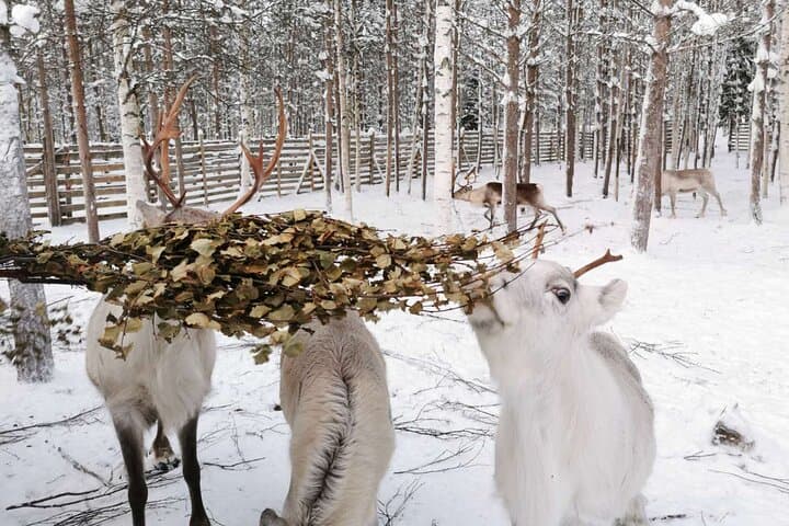 Rovaniemi Reindeer Safari: 1-Hour Sleigh Ride & Farm Visit at the Arctic Circle photo 2
