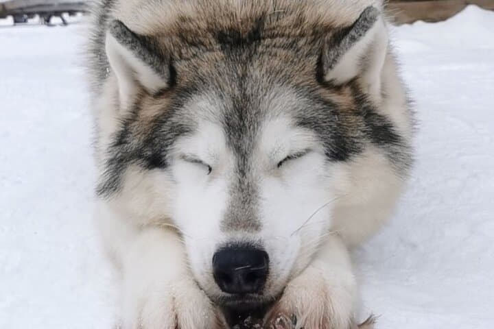Rovaniemi Husky & Reindeer Safari with Northern Lights BBQ Experience photo 3
