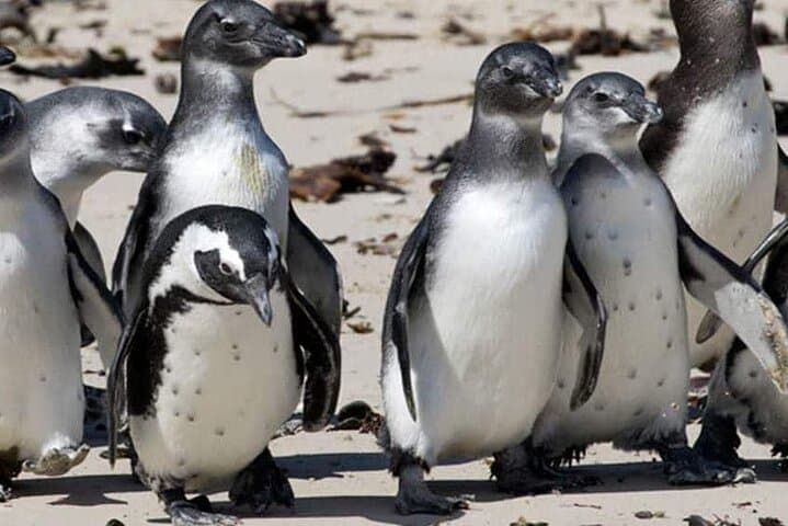 Cape Town Private Tour: Robben Island, Boulders Beach, Cape Point & Chapman's Peak photo 3