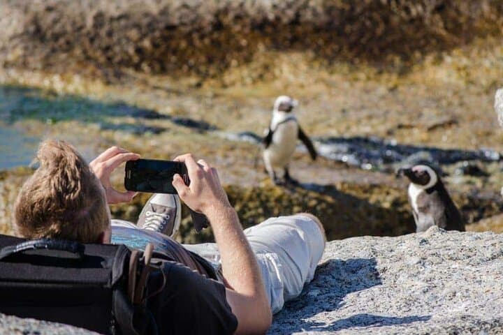 Cape Town Private Tour: Robben Island, Boulders Beach, Cape Point & Chapman's Peak photo 4
