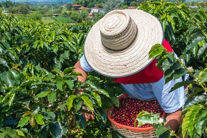 Cocora Valley & Salento Day Tour with Coffee Farm — From Pereira or Armenia photo 1