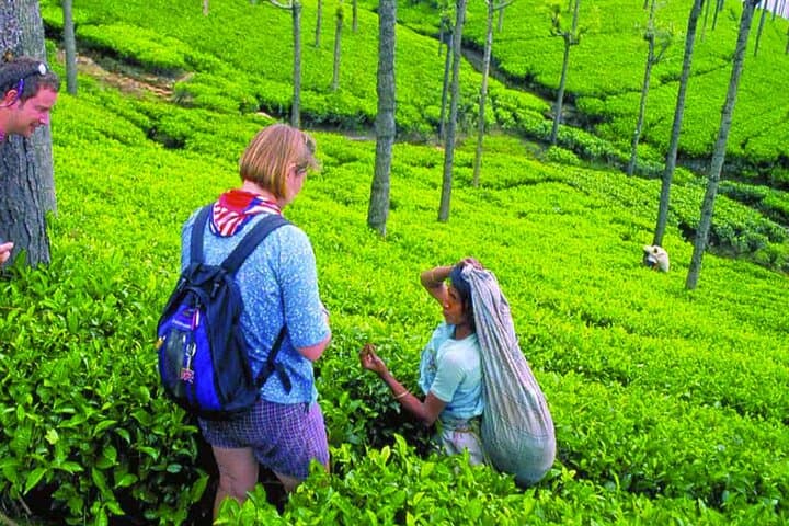 3-Day Sigiriya, Dambulla & Kandy Private Tour — Sigiriya Rock, Cave Temples, Safari and Tea Country photo 2