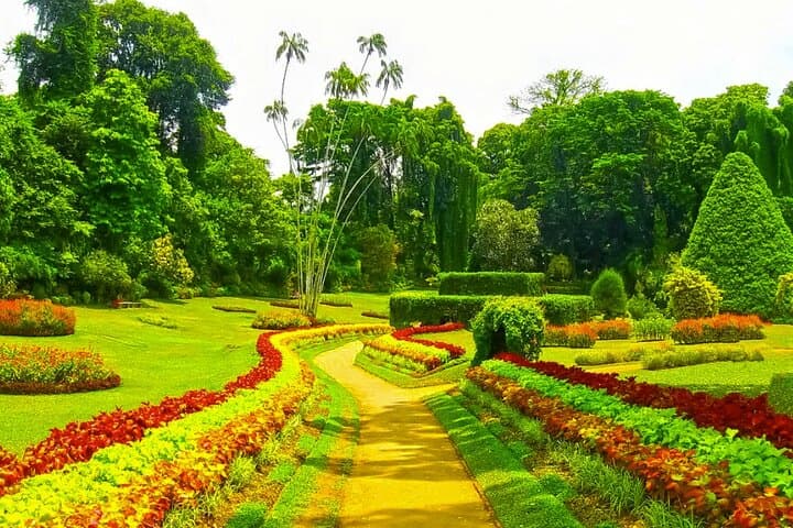 3-Day Sigiriya, Dambulla & Kandy Private Tour — Sigiriya Rock, Cave Temples, Safari and Tea Country photo 4