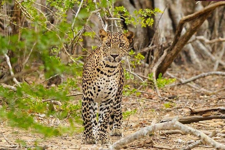 Yala Private Jeep Safari from Colombo and Negombo — Day Trip to Spot Leopards photo 2