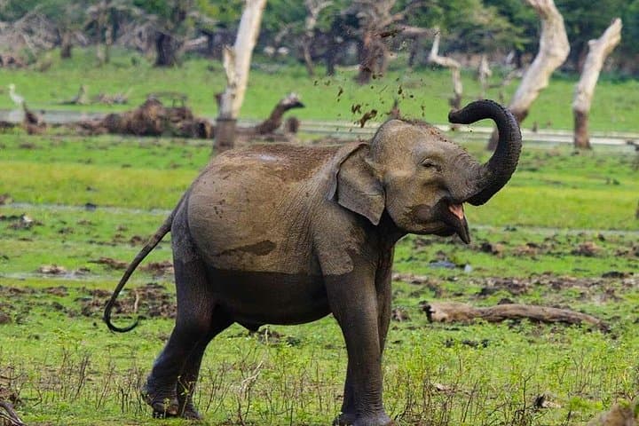 Yala Private Jeep Safari from Colombo and Negombo — Day Trip to Spot Leopards photo 3