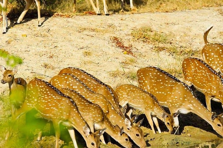 Yala Private Jeep Safari from Colombo and Negombo — Day Trip to Spot Leopards photo 4