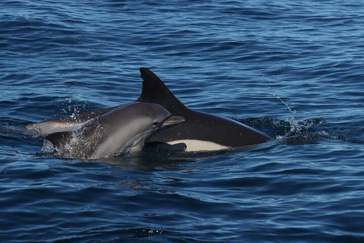 Benagil Caves & Dolphin Search: 3‑Hour Biologist-Led Boat Tour from Lagoa photo 3