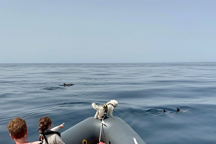 Benagil Caves & Dolphin Search: 3‑Hour Biologist-Led Boat Tour from Lagoa photo 6