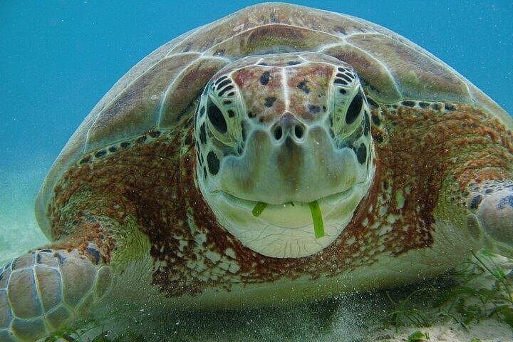 Swim with Sea Turtles and Explore Underground Cenotes: Snorkel Adventure from Playa del Carmen photo 4