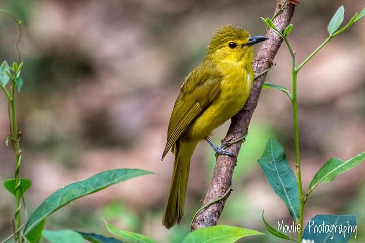 Guided Chennai Birding & Photo Trip: Spot Scopes, Shorebirds, and Wetland Walks