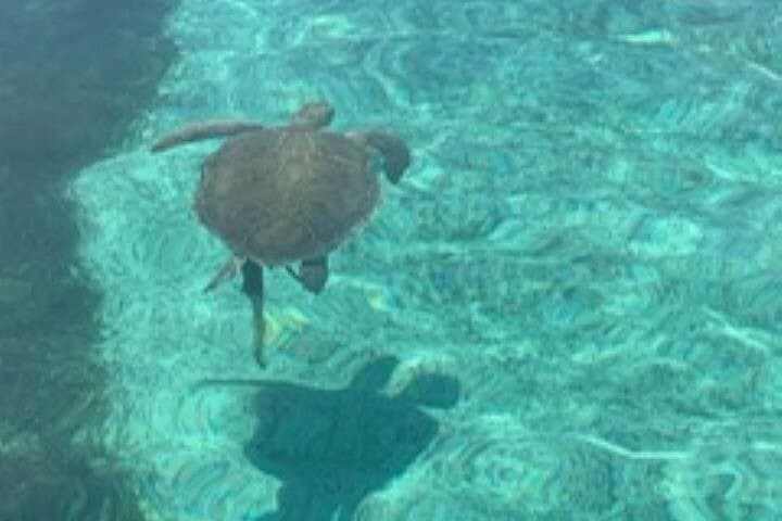 Nassau Half-Day Snorkel: Turtles, Coral Reefs & Swimming Pigs photo 6