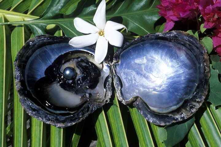 Tahaa Lagoon Day Tour from Raiatea — Small-Group Pearl Farm, Snorkel & Vanilla photo 4