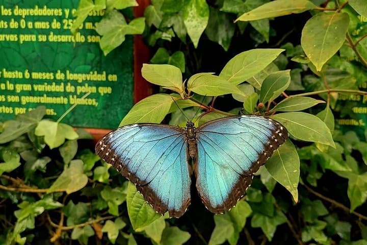 La Paz Waterfall Gardens: Full-Day Waterfalls & Wildlife Tour from San José photo 2